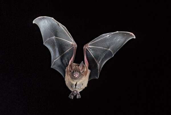 bat