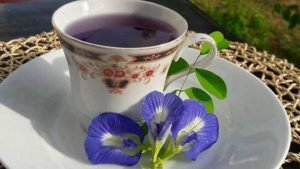 clitoria ternatea tea