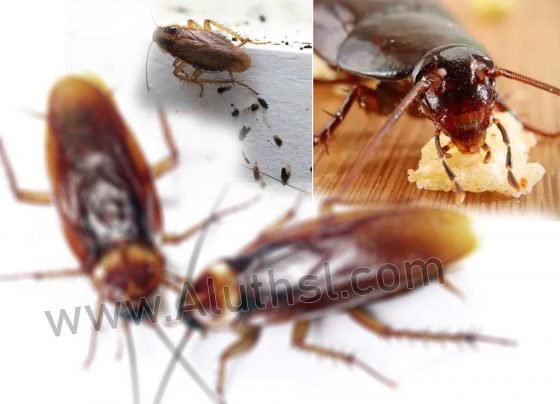 Cockroach-(කැරපොත්තා)