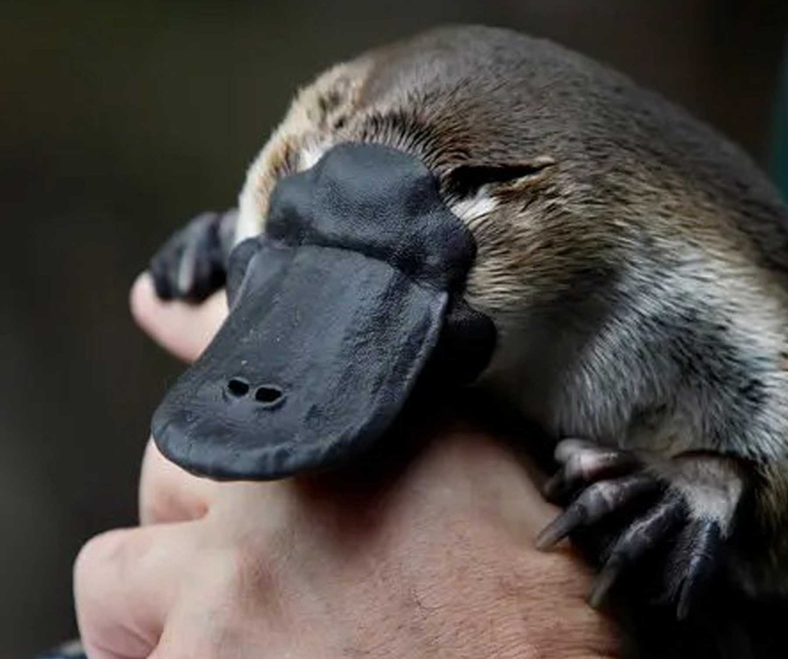 Platypus ඥාතියෙකු දකුණු ඇමරිකාවෙන් හමු වේ.